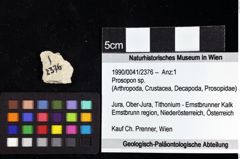 Foto (Objket + Etiketten) von Prosopon sp. 